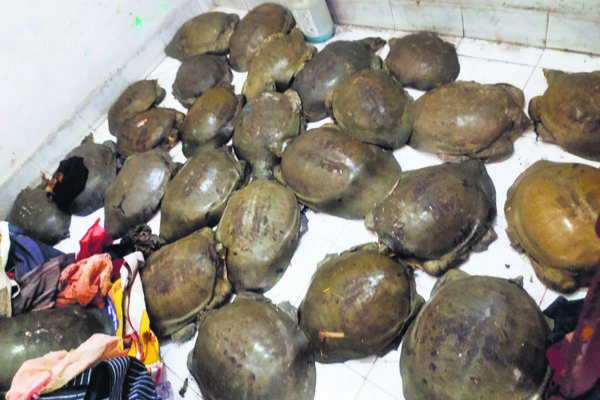 Three smugllers arrested with 27 Turtles: ट्रेन से 27 कछुए बरामद, फ़रक्का एक्सप्रेस से तीन तस्कर पकड़े गए
